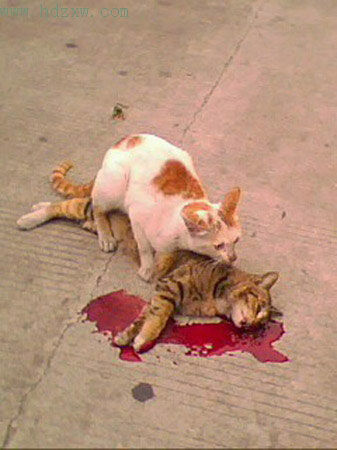 母猫过马路时被撞死 公猫守候久久不愿离去(图) - Xueron Nee - Xueron Nee